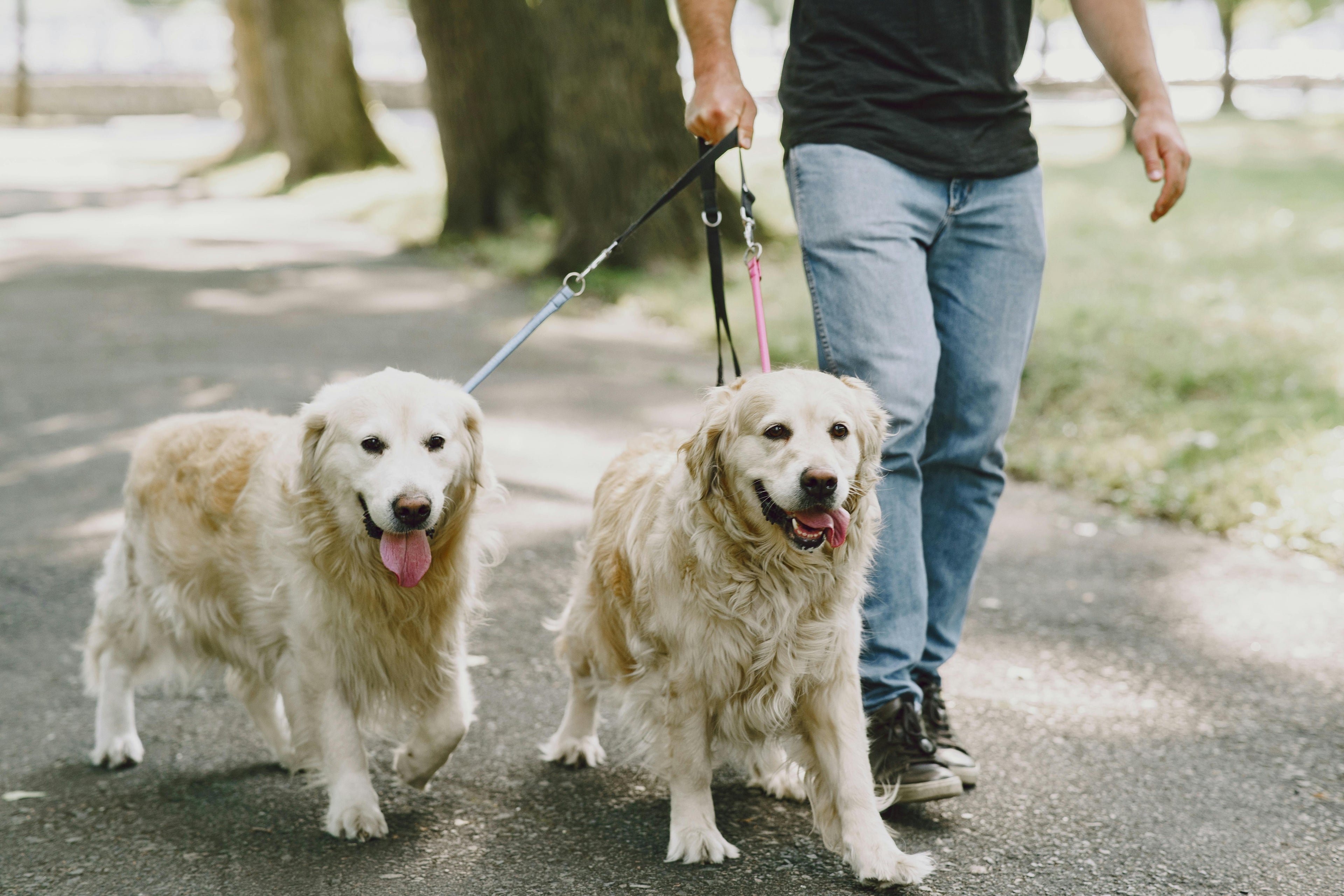 Person walking two large white dogs on a leash in a park.