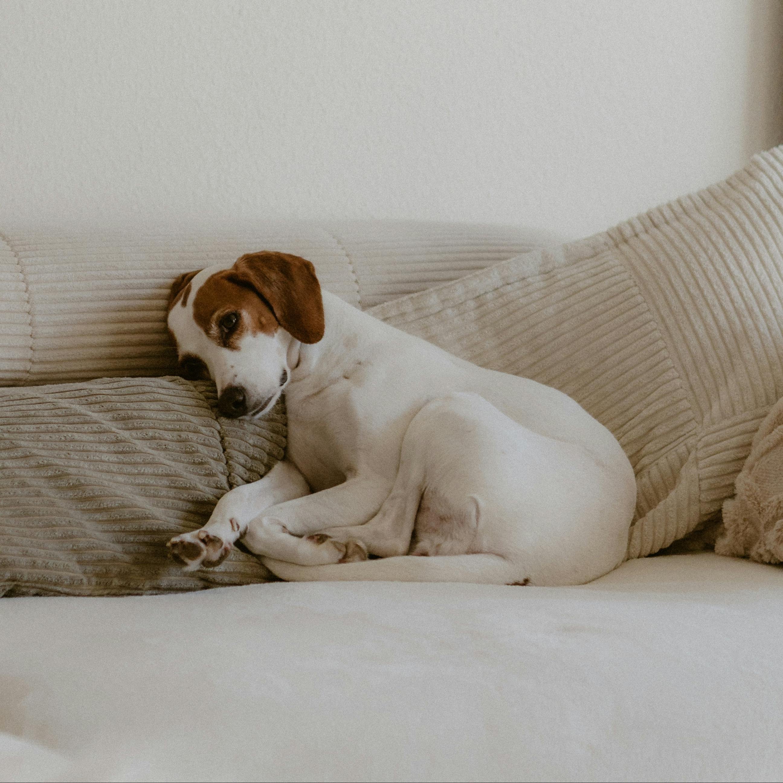 Dog lying on a couch with a neutral background