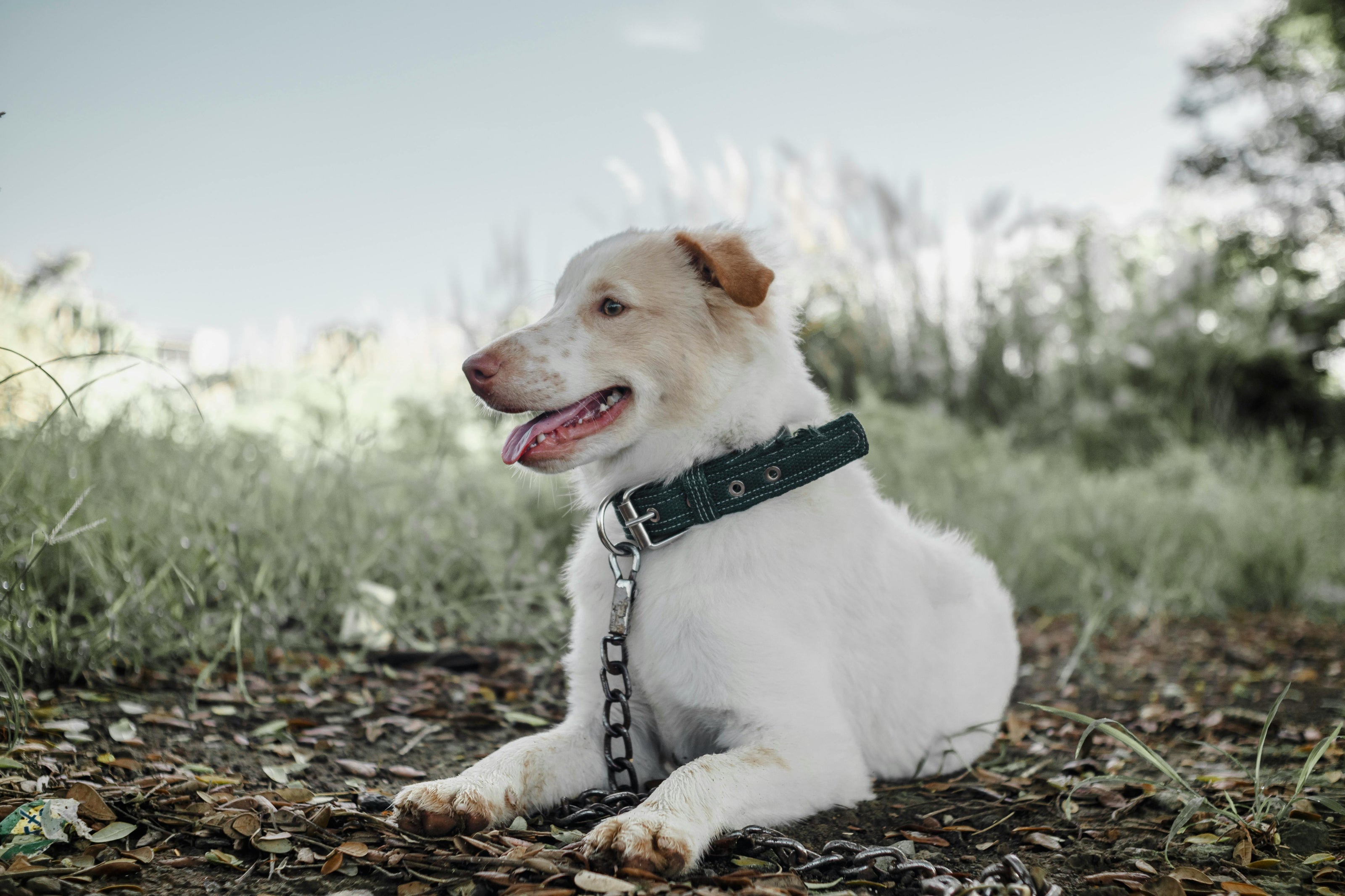 White dog with a green collar sitting on a leaf-covered ground with trees in the background