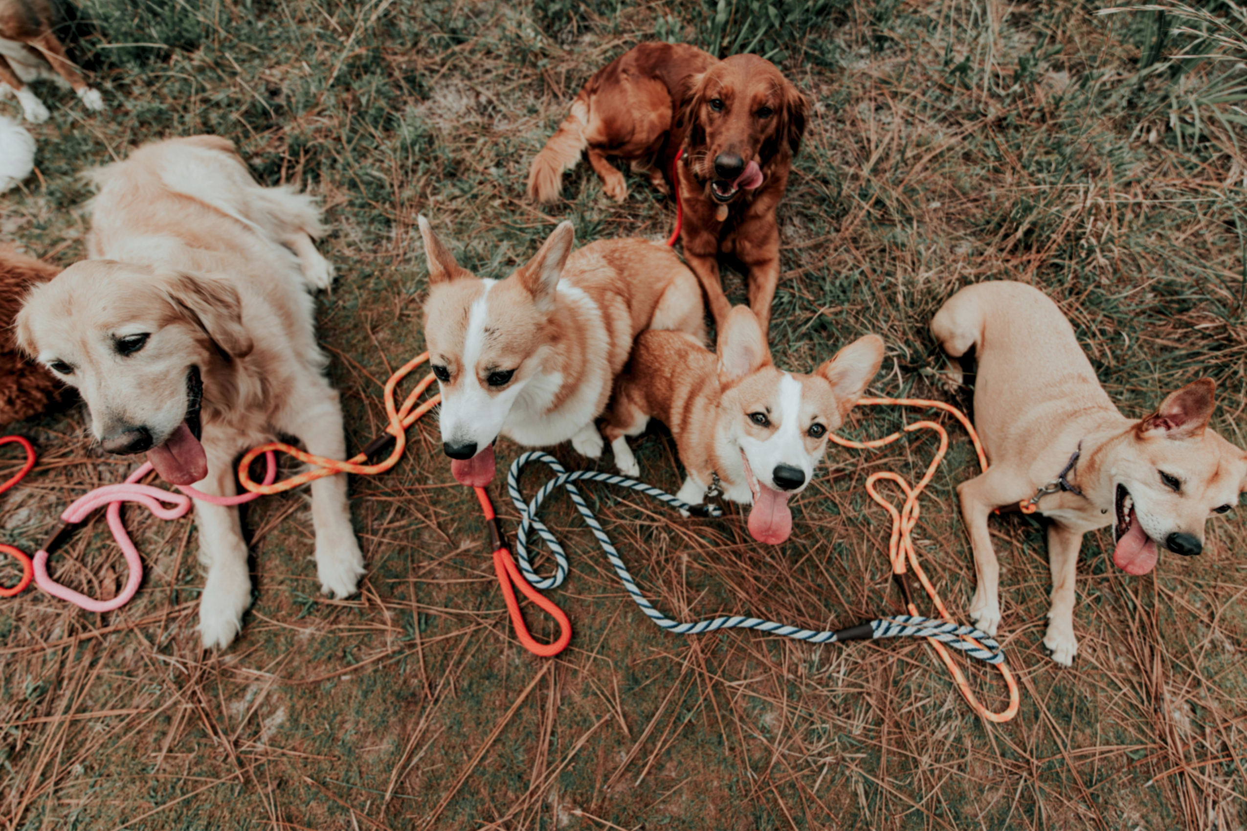 Group of dogs on leashes in a grassy area