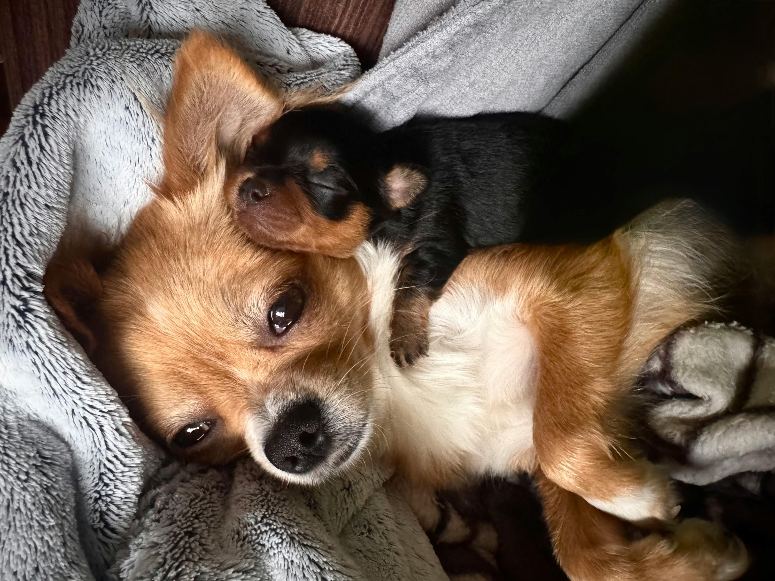 Small brown and black dog lying on a gray blanket