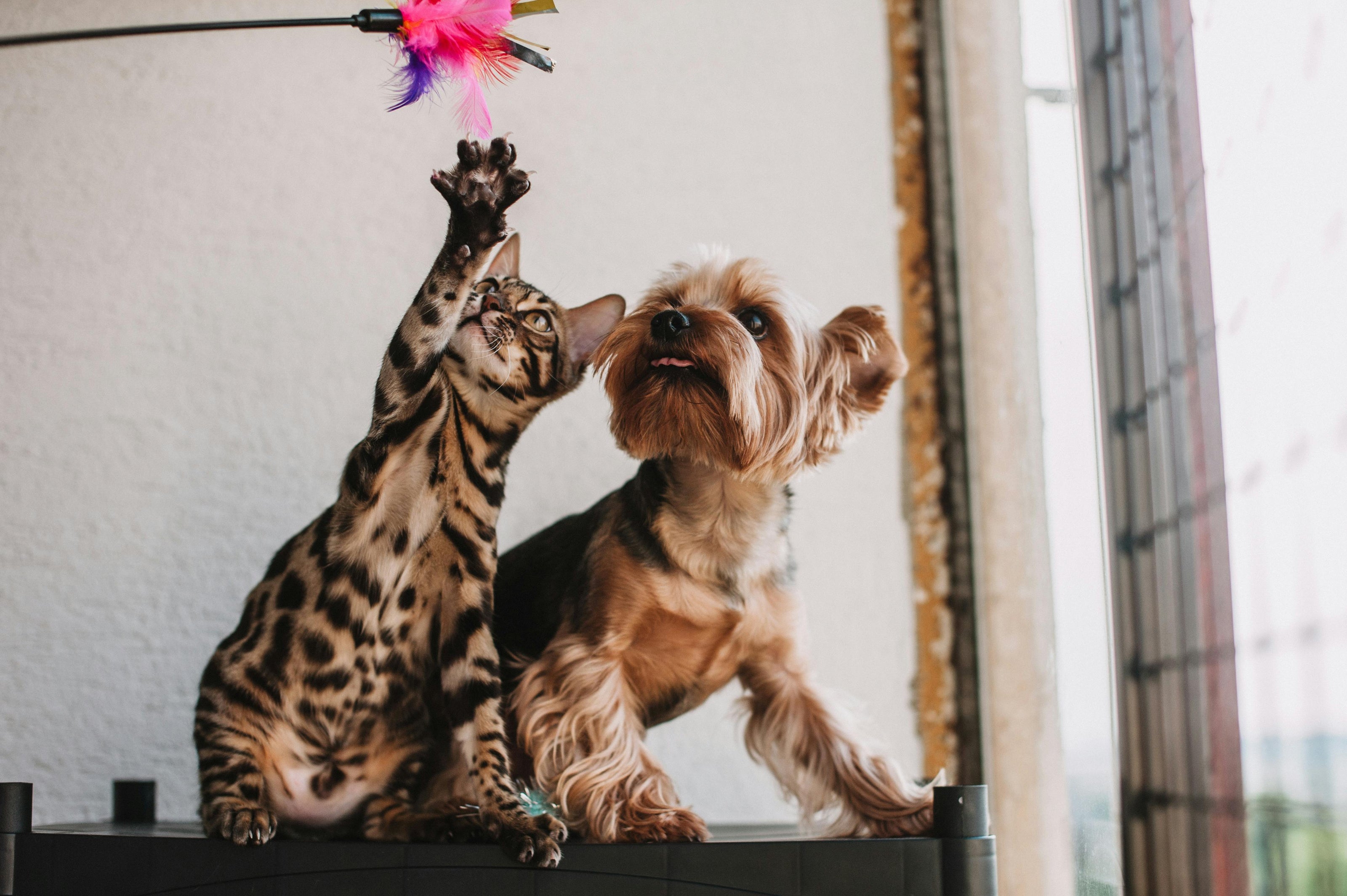 Cat and dog playing with a toy on a balcony