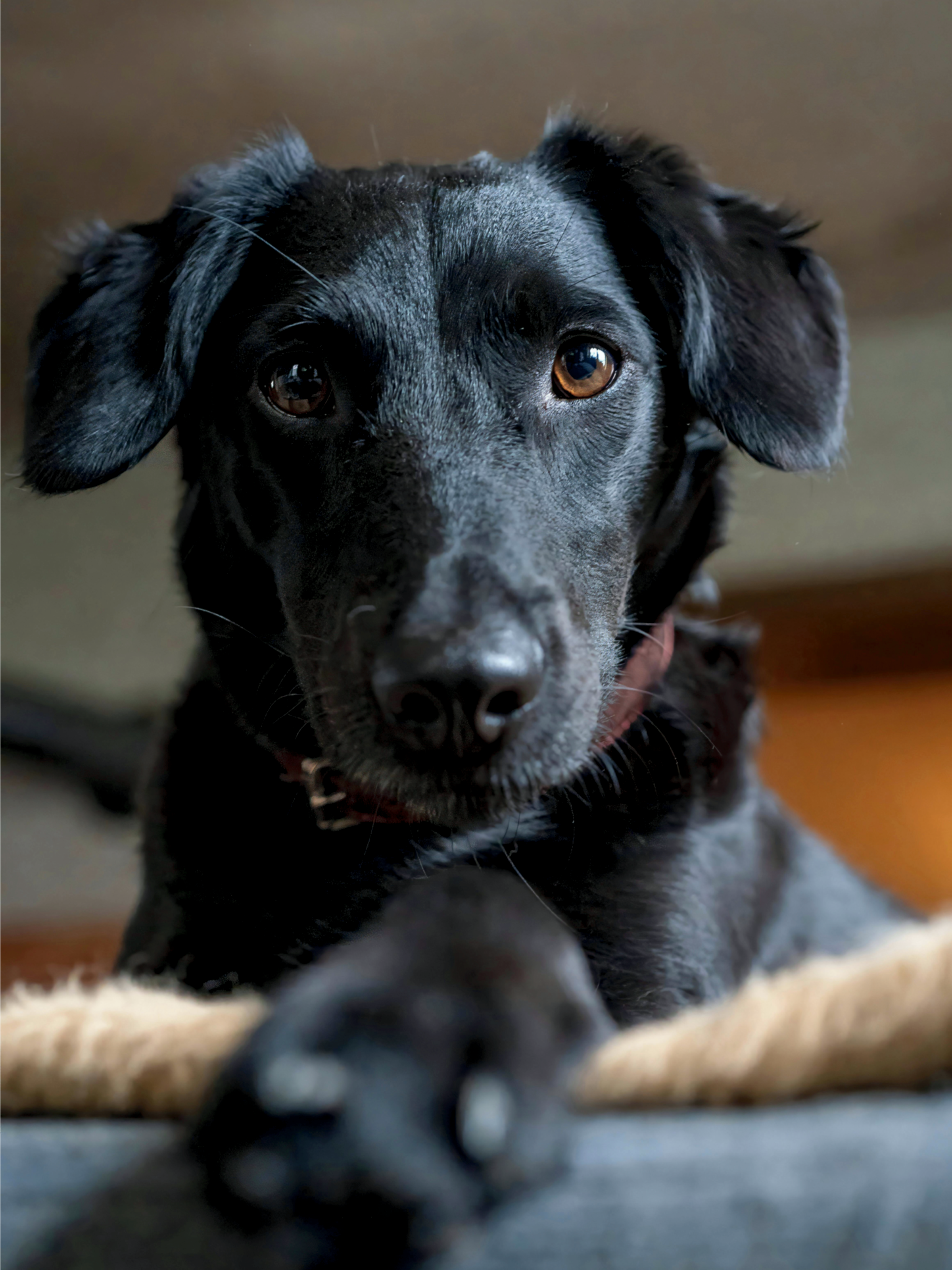 Black dog lying on a couch with a blurred background