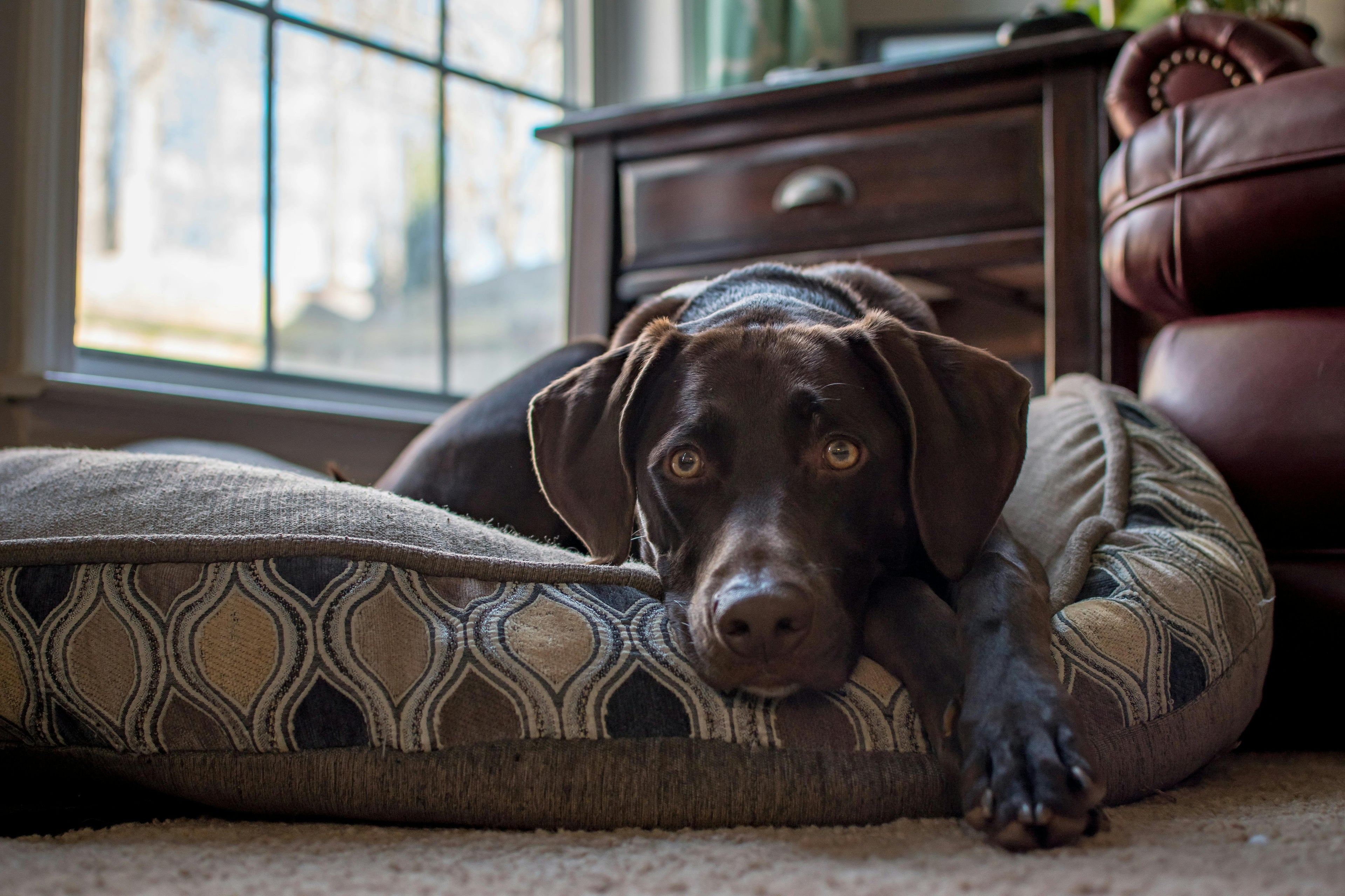 Dog lying on a patterned dog bed in a home setting