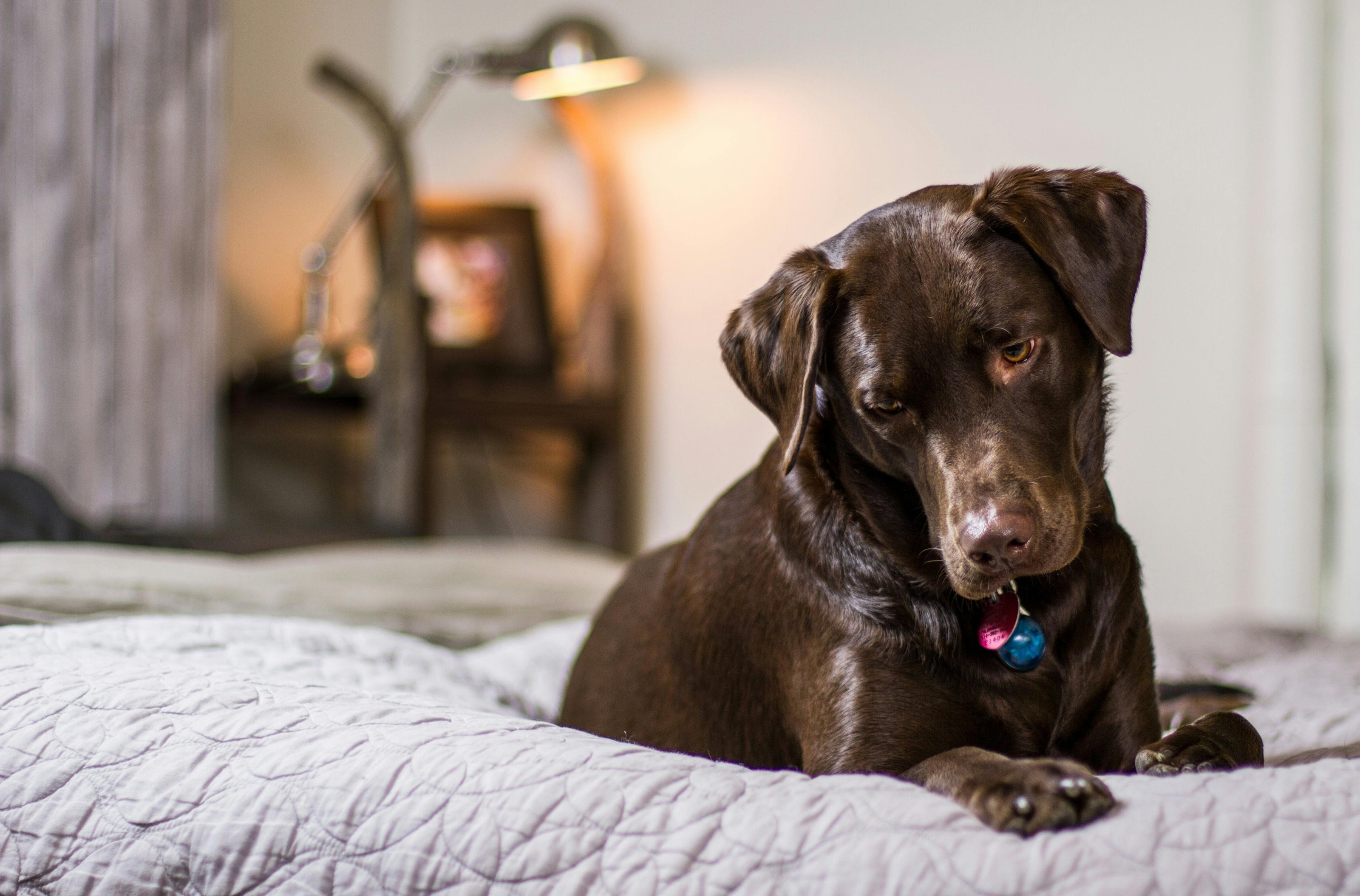 Brown dog sitting on a bed in a softly lit room