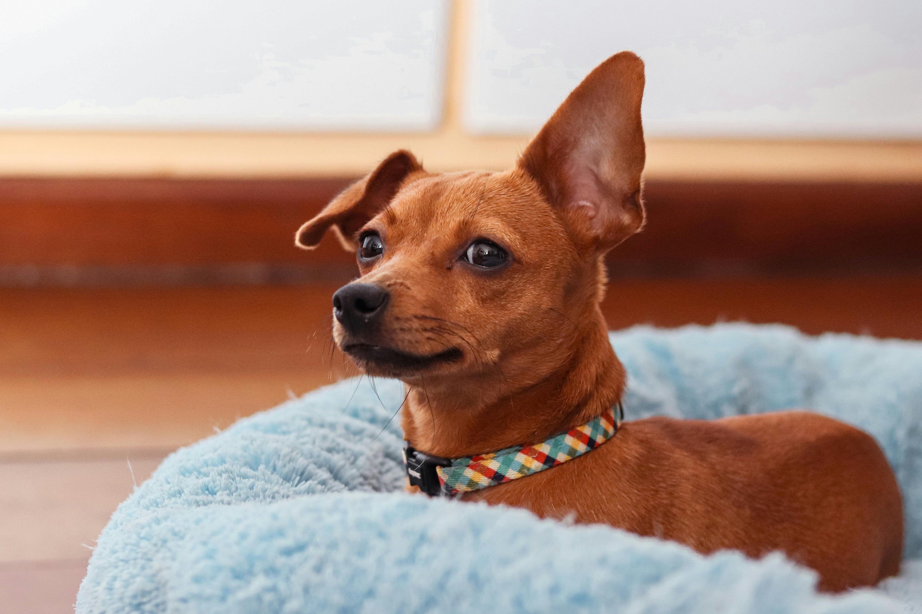 Small brown dog with a colorful collar sitting on a blue pet bed.