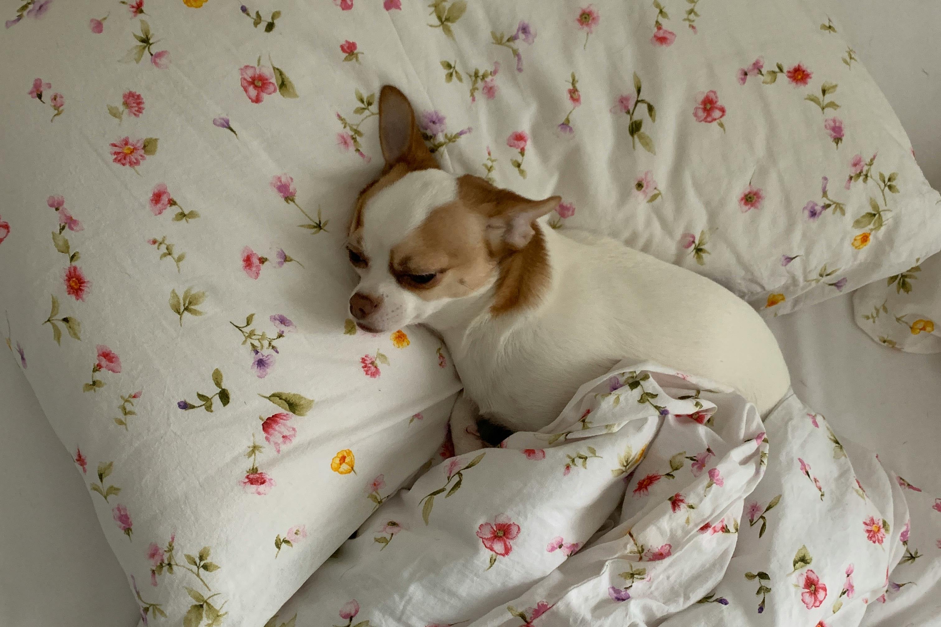 Dog sleeping on a floral bedspread with a white pillow