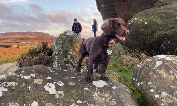 Dog standing on a rocky outcrop with people in the background